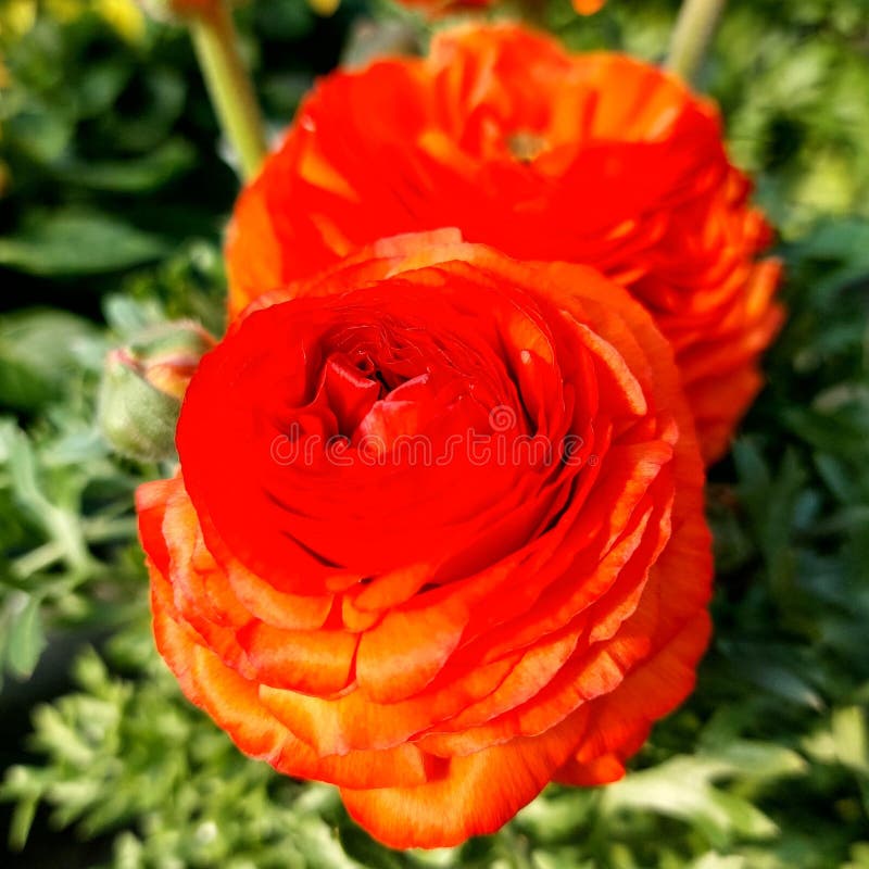 Ranunculus blomningsgren (Ranunculaceae) royaltyfri fotografi