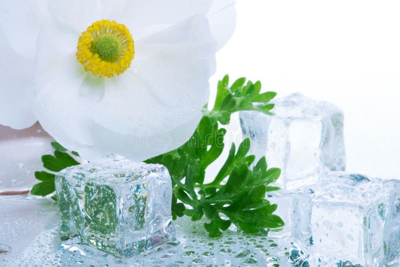 Closeup of white ranunculus flower on wet reflection surface and azure colored ice cubes melted in water for cocktail. Closeup of white ranunculus flower on wet reflection surface and azure colored ice cubes melted in water for cocktail