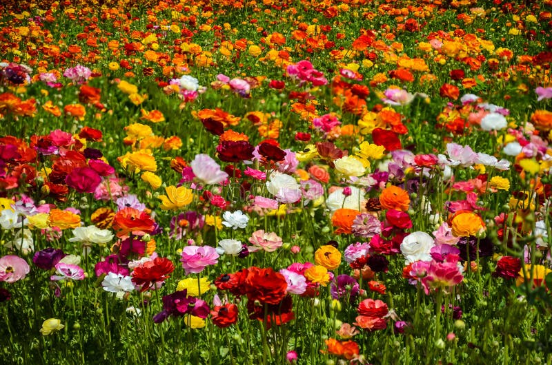 Ranunculus field stock image. Image of yellow, ranunculus - 91149245