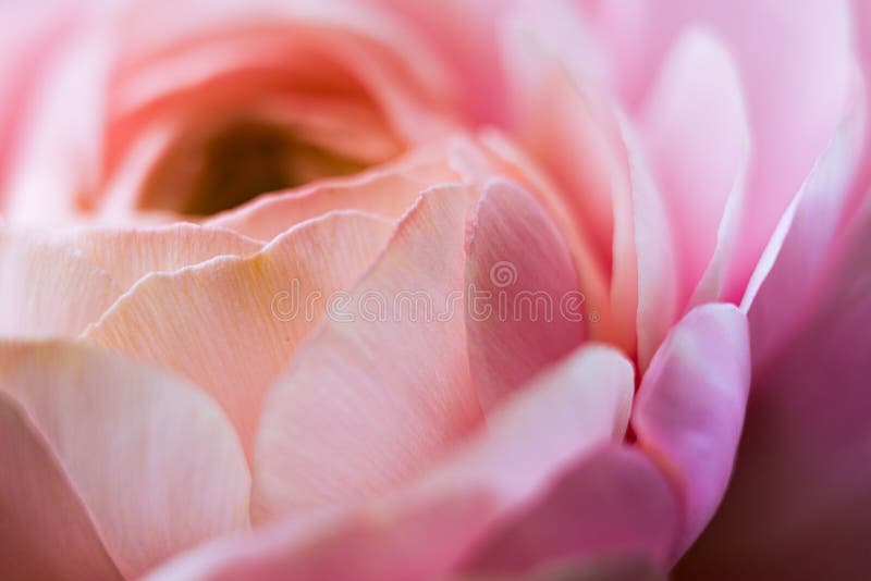 Ranunculus flower macro. Close up of ranunculus asiaticus flower petals. stock image