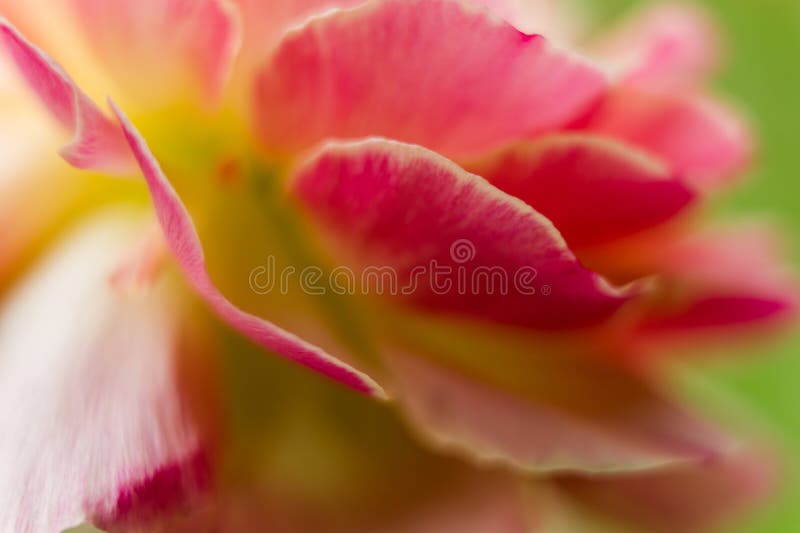 Ranunculus flower macro. Close up of ranunculus asiaticus flower petals. stock photo