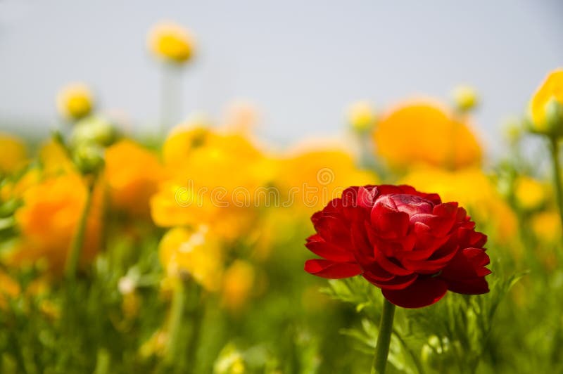 Ranunculus jaune et rouge photographie stock Ranunculus jaune et rouge photographie stock