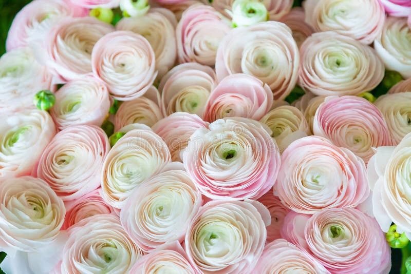 Il Ranuncolo Persiano Rosa Fiorisce Il Mazzo Del Ranunculus Fotografia - Foto 3