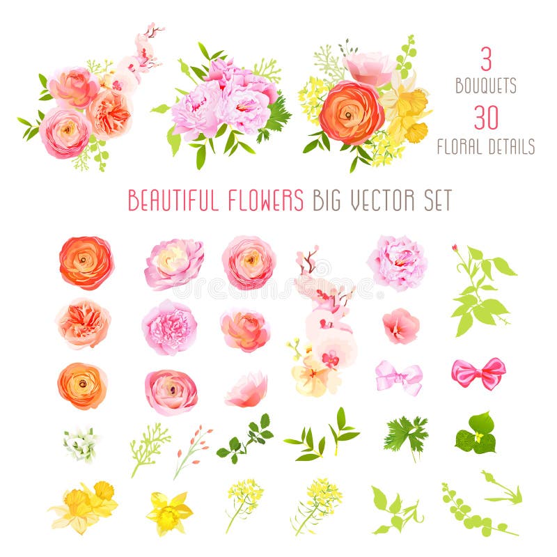 Ranunculus, wzrastał, peonia, narcyz, orchidea kwiaty i dekoracyjnych rośliien duża wektorowa kolekcja, royalty ilustracja Ranunculus, wzrastał, peonia, narcyz, orchidea kwiaty i dekoracyjnych rośliien duża wektorowa kolekcja, royalty ilustracja