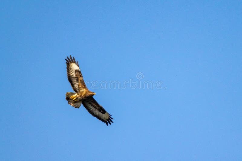 Rapace comune del buteo del Buteo di poiana in volo contro i chiari cieli blu fotografie stock Rapace comune del buteo del Buteo di poiana in volo contro i chiari cieli blu fotografie stock