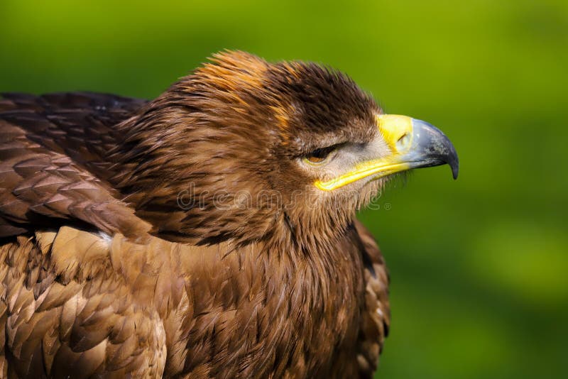 Rapace di nipalensis di L'Aquila dell'aquila rapace fotografie stock Rapace di nipalensis di L'Aquila dell'aquila rapace fotografie stock