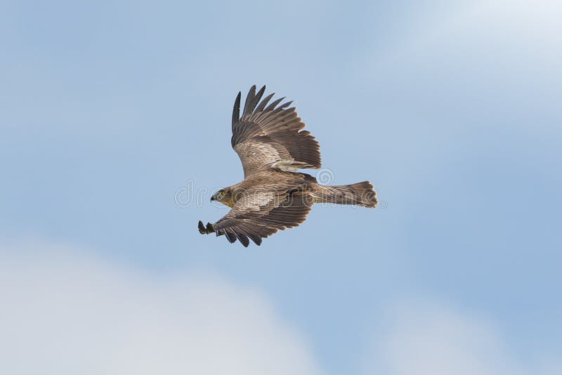 Rapace in volo, aquila Breve piantata del serpente fotografia stock Rapace in volo, aquila Breve piantata del serpente fotografia stock