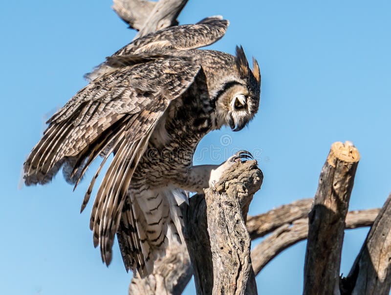 Rapaci aviari in Tucson Arizona