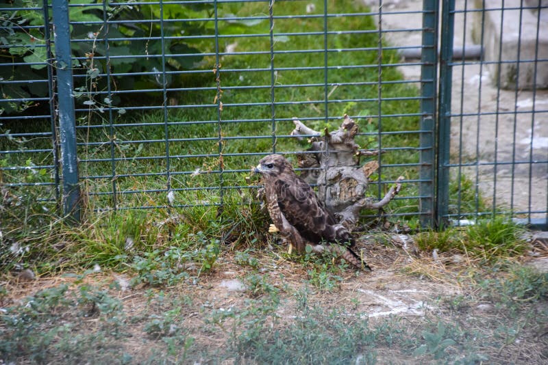 Rapaci. Nello zoo immagine stock libera da diritti Rapaci. Nello zoo immagine stock libera da diritti