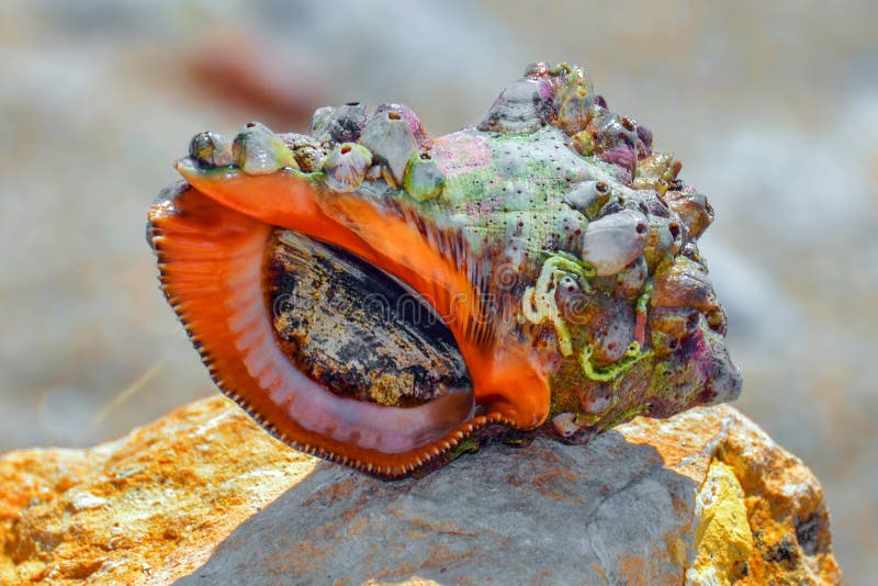 Rapana snail on a rock closeup - edible sea snail - colorful shell