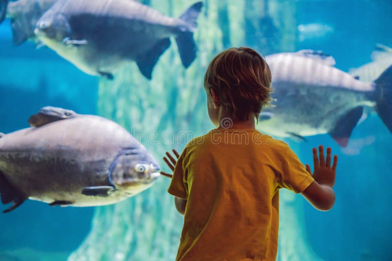 Rapaz pequeno, crian?a que olha o banco de areia dos peixes que nadam no oceanarium, crian?as que apreciam a vida subaqu?tica no imagens de stock royalty free Rapaz pequeno, crian?a que olha o banco de areia dos peixes que nadam no oceanarium, crian?as que apreciam a vida subaqu?tica no imagens de stock royalty free