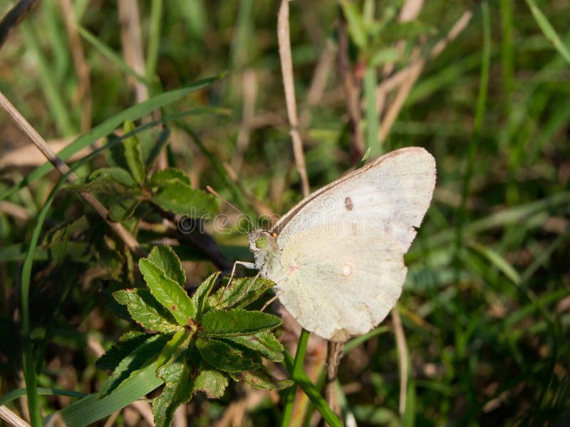 Butterfly (Pieris napi)