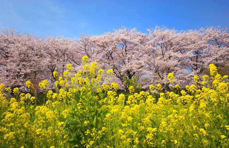 and Cherry blossoms