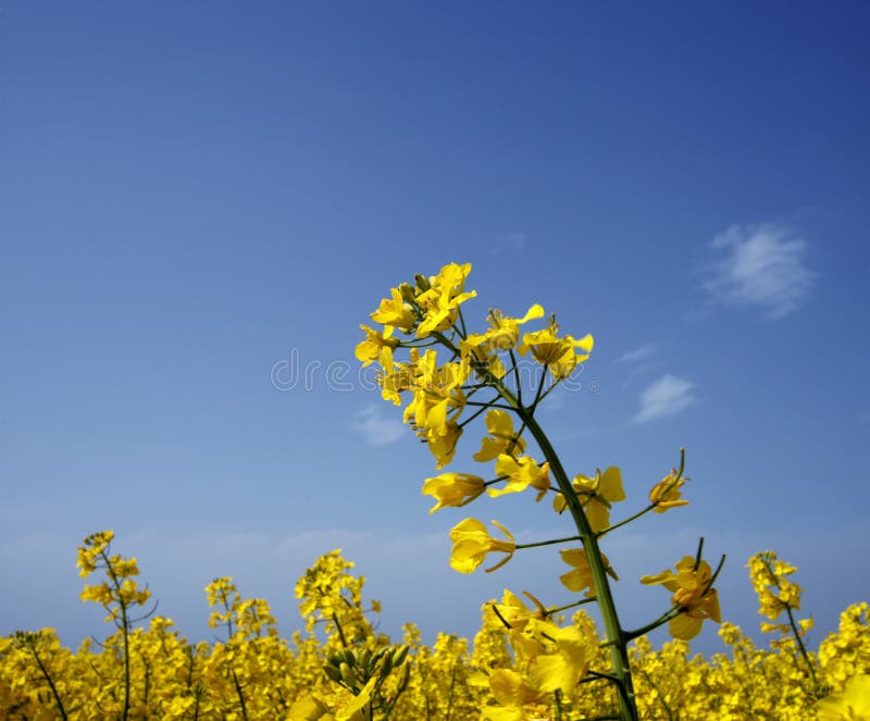 Field royalty free stock images