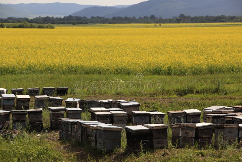 field, box and bees