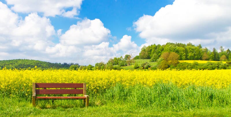 field in spring