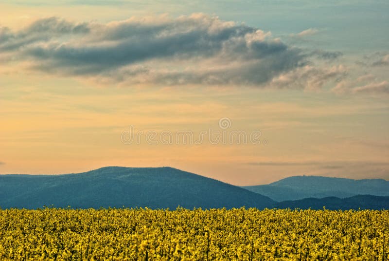 Field in spring bloom, colored sunset sky stock photos