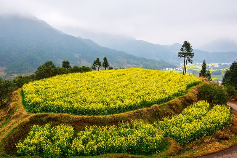 The flowers on the hills