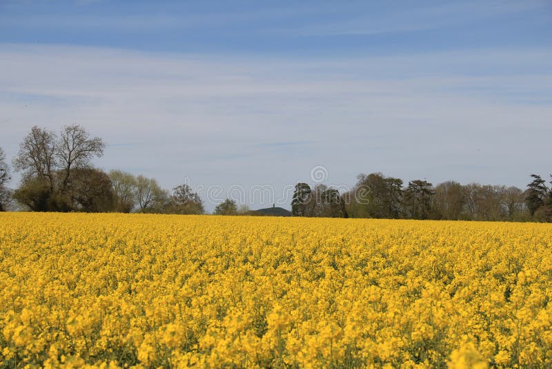 Rape Seed Field Near Glastonbury, England.