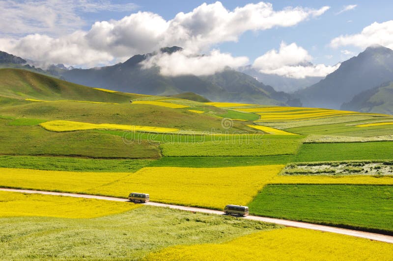 seed field and Barley field in Qilian mountains ,Qinghai,China.