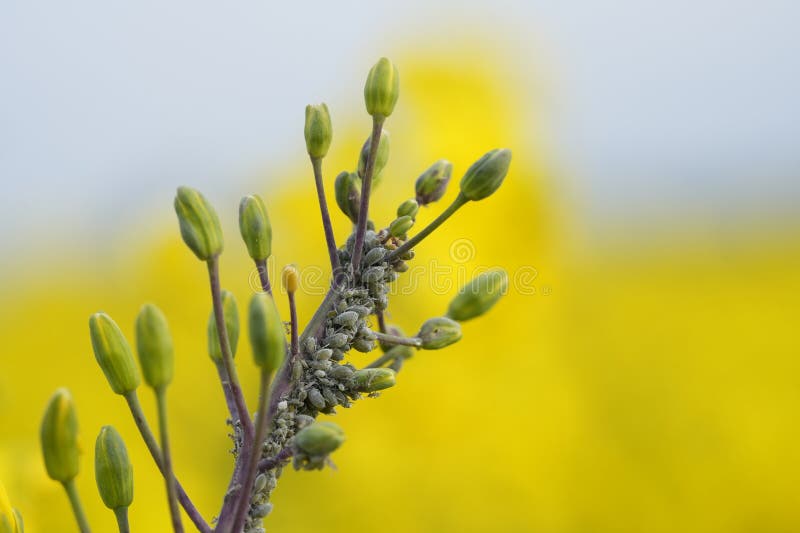 Rapeseed aphid, brevicoryne brassicae, mealy cabbage aphid linnaeus masses of pests on the oilseed rape plant macro close up photo in the natureRapeseed aphid, brevicoryne brassicae, mealy cabbage aphid linnaeus masses of pests on the oilseed rape plant macro close up photo in the nature. Rapeseed aphid, brevicoryne brassicae, mealy cabbage aphid linnaeus masses of pests on the oilseed rape plant macro close up photo in the natureRapeseed aphid, brevicoryne brassicae, mealy cabbage aphid linnaeus masses of pests on the oilseed rape plant macro close up photo in the nature