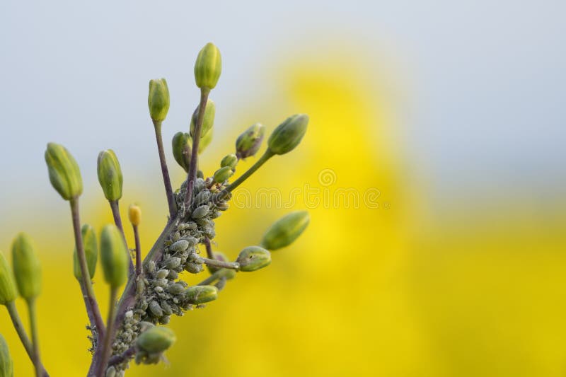 Rapeseed aphid, brevicoryne brassicae, mealy cabbage aphid linnaeus masses of pests on the oilseed rape plant macro close up photo in the natureRapeseed aphid, brevicoryne brassicae, mealy cabbage aphid linnaeus masses of pests on the oilseed rape plant macro close up photo in the nature. Rapeseed aphid, brevicoryne brassicae, mealy cabbage aphid linnaeus masses of pests on the oilseed rape plant macro close up photo in the natureRapeseed aphid, brevicoryne brassicae, mealy cabbage aphid linnaeus masses of pests on the oilseed rape plant macro close up photo in the nature