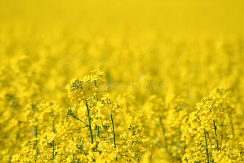 Rapeseed field