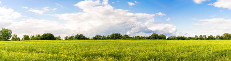 Rapeseed field against the backdrop of the forest and blue sky with white clouds