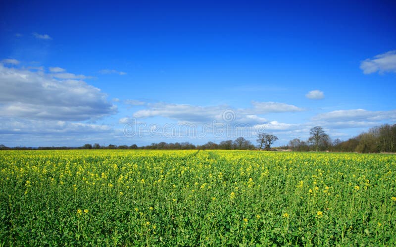 Rapeseed field beginning to fl