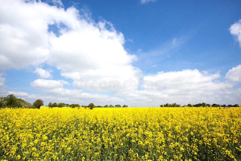Rapeseed field in bloom in the French countryside in spring with trees on the horizon