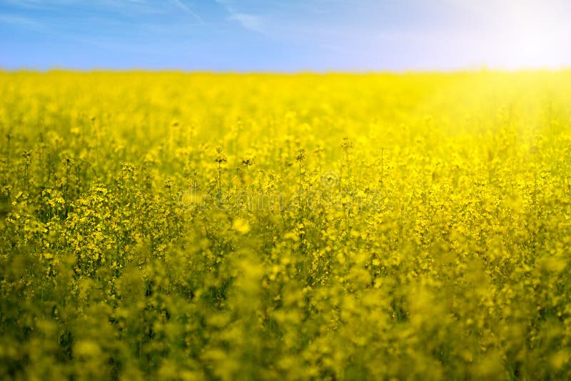 Rapeseed field flowers in bloom