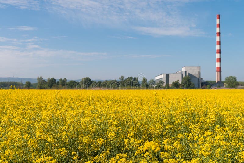 Rapeseed field