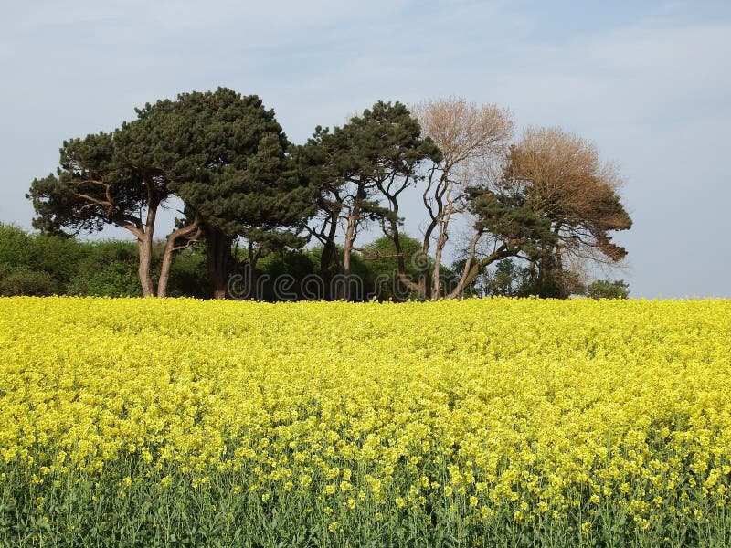 Rapeseed, Field, Yellow, Mustard Plant Picture. Image 120115429
