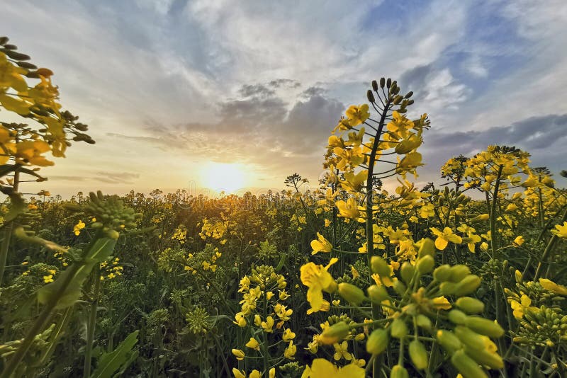 Rapeseed Fields Yellow Flowers At Sunset Light Agricultural Landscape