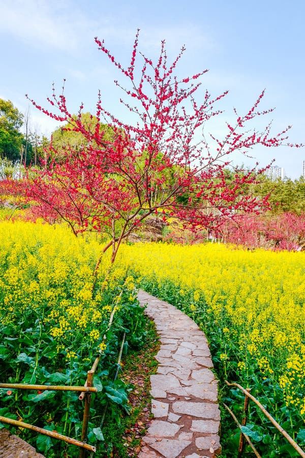 Rapeseed flower field in spring