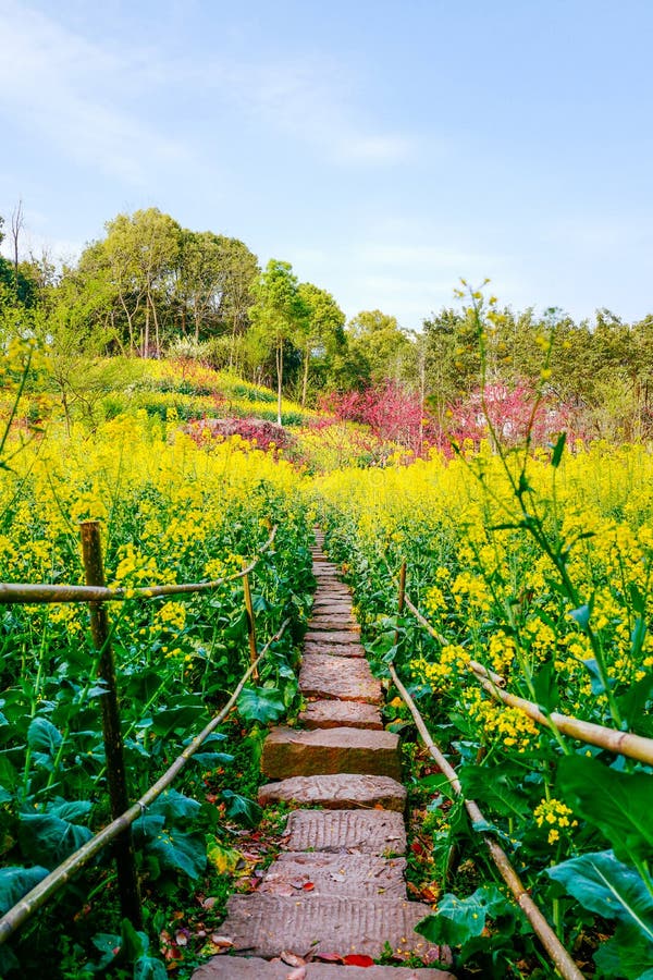 Rapeseed flower field in spring