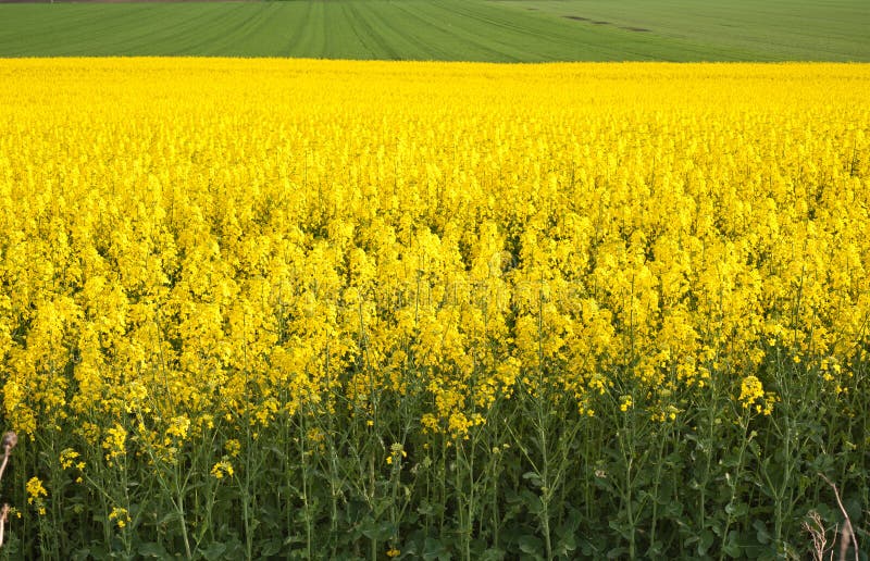 rapeseed flowers