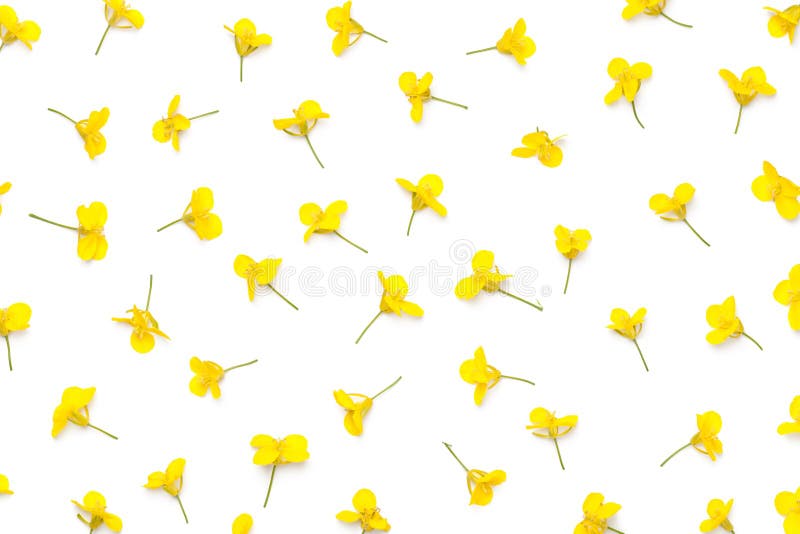 Rapeseed Flowers Isolated on White Background