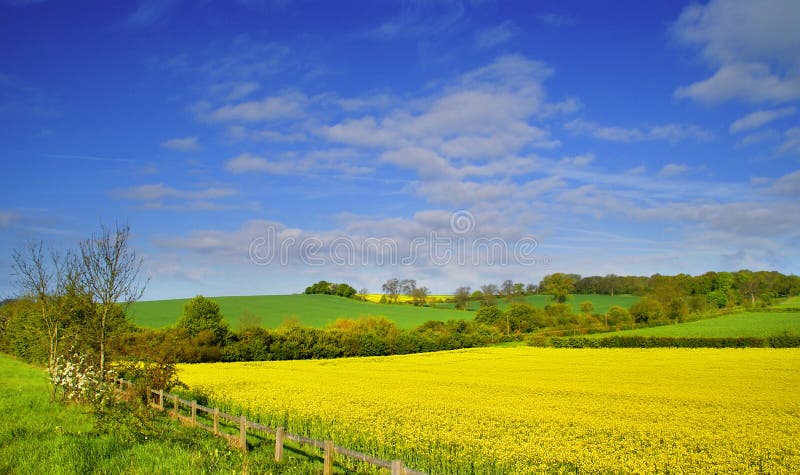Rapeseed för 2 fält royaltyfri fotografi