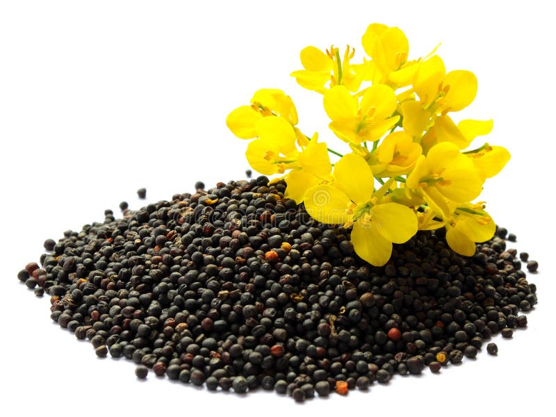 Rapeseed plant with yellow flowers and seeds. Mustard plant yellow blossom. Canola seeds and fresh canola flowers