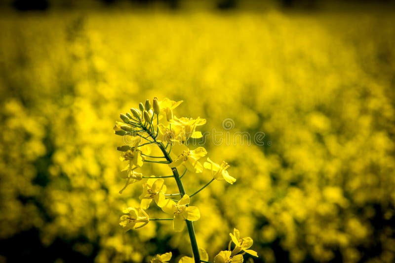 Rapeseed, Yellow, Canola, Mustard Plant Picture. Image 135982584