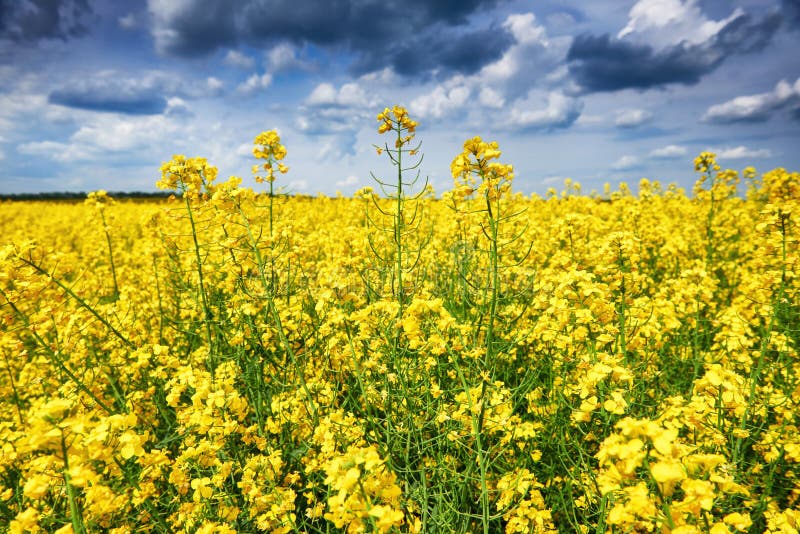 Rapeseed Yellow Flower Field, Beautiful Spring Landscape Stock Photo