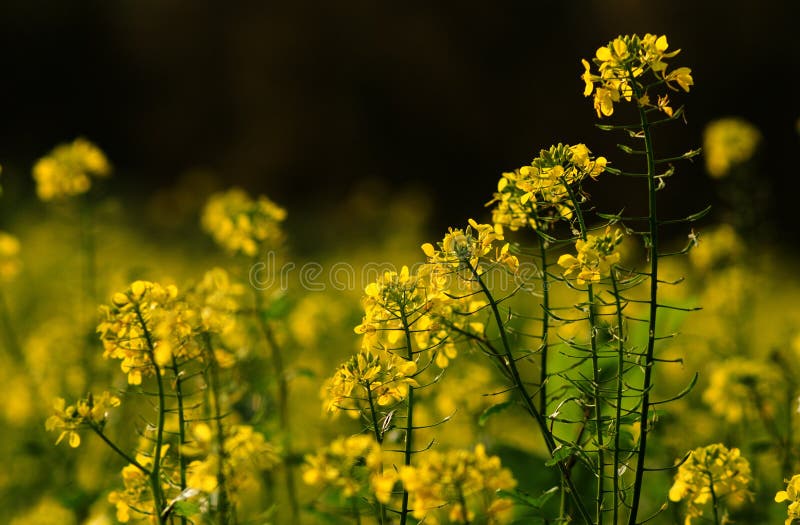 Rapeseed, Yellow, Mustard Plant, Canola Picture. Image 111483598