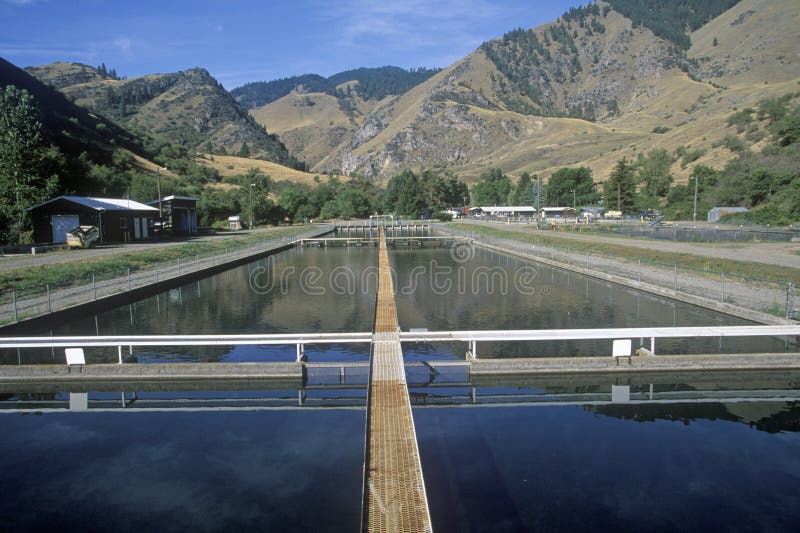 Rapid River Ranch Salmon Fish Hatchery on Route 55, ID. Rapid River Ranch Salmon Fish Hatchery on Route 55, ID