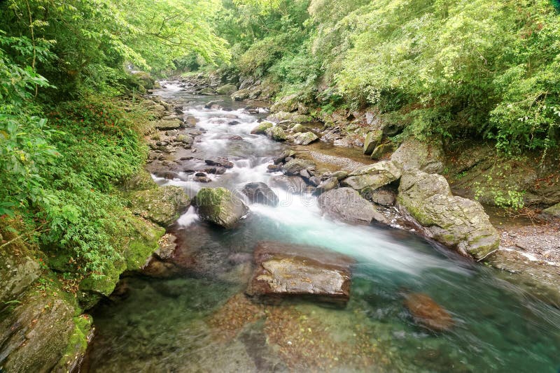 A rapid stream flowing through a mysterious forest of lush greenery