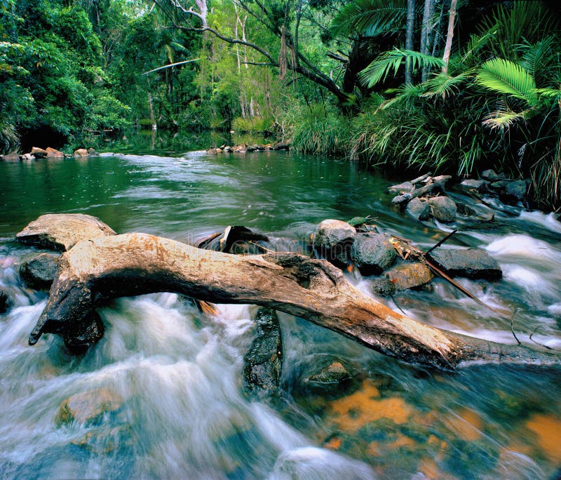 Rapids del fiume della regione selvaggia