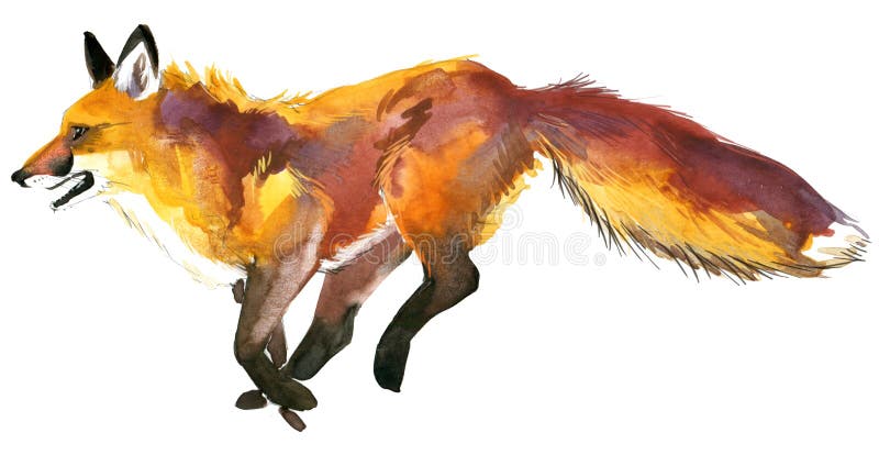 Raposa, Fox pintado à mão, raposa dos desenhos animados png
