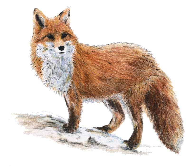 Raposa em aquarela #raposa #arte #ilustração #aquarela #fox