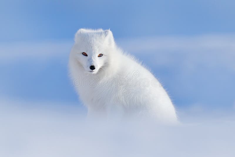 Raposa polar branca no habitat, paisagem do inverno, Svalbard, Noruega Animal bonito na neve Raposa de assento Cena da ação dos a