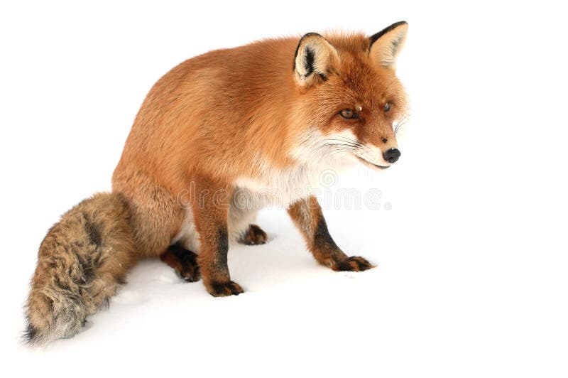Raposa selvagem Raposa selvagem